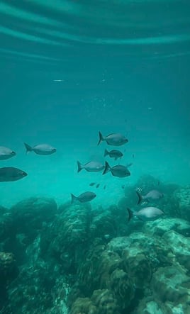 Snorkeling Adventure