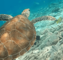 Snorkeling Adventure