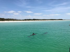 Dolphin & Wildlife Cruise