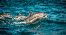 Dolphin & Wildlife Cruise