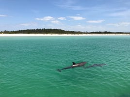 Dolphin & Wildlife Cruise