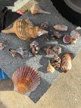 Shell Key Shelling Adventure