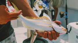 Nearshore & Reef Fishing Trip