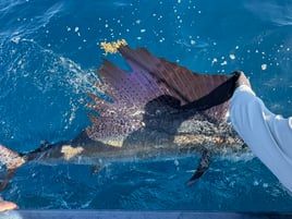 Offshore Fishing