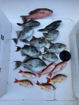 Offshore Fishing