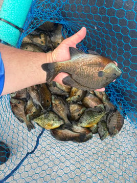 Half Day Trip – Panfish