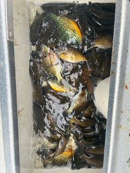 Half Day Trip – Panfish