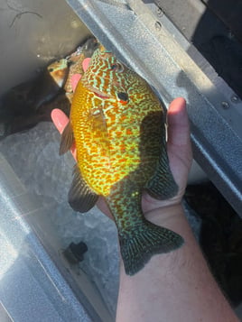 Half Day Trip – Panfish