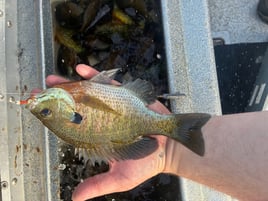 Half Day Trip – Panfish