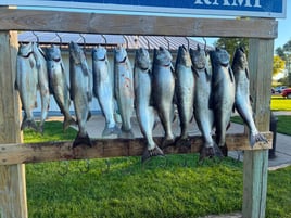 Half Day Trip – Salmon