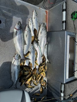 Half Day Trip – Salmon