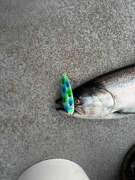 Half Day Trip – Salmon & Steelhead