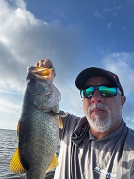 Toho Morning Bass Trip