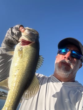 Toho Morning Bass Trip