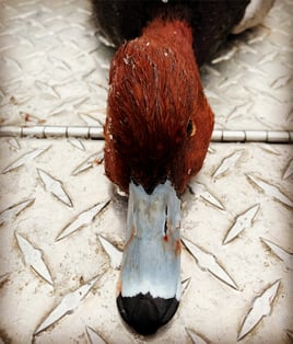 Layout Boat Duck Hunt