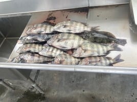 Sheepshead Shenanigans 
