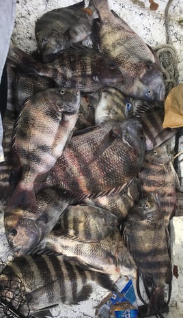 Sheepshead Shenanigans 