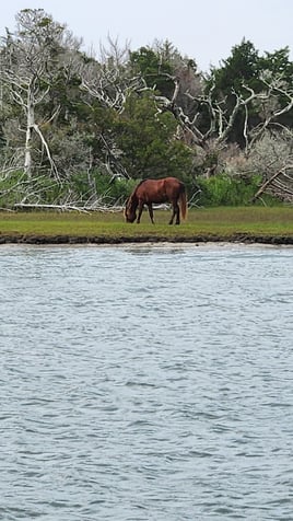 Dolphin, Wild Ponies, Shelling Tour