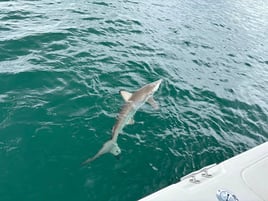 3 Hour Shark Trip