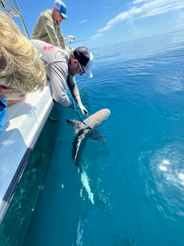 3 Hour Shark Trip