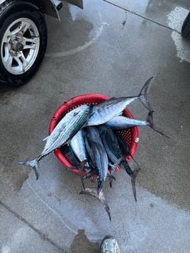 Crystal Coast Inshore & Nearshore
