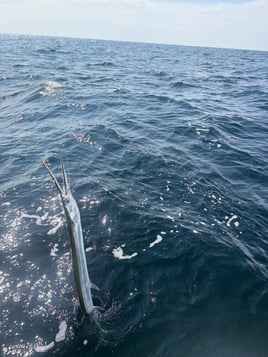 Nearshore Reef & Wreck Fishing