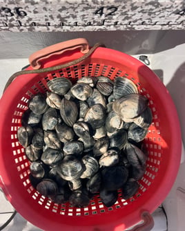2 Hour Trip – Clamming/Shelling
