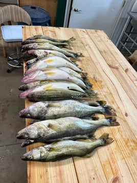 Walleye Trip