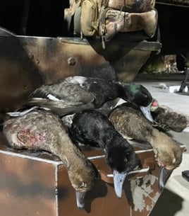 Coastal Duck Hunt