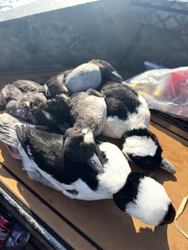 Coastal Duck Hunt