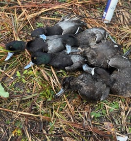 Coastal Duck Hunt