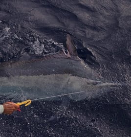 Offshore To The Deep Blue
