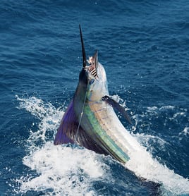 Offshore To The Deep Blue