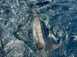 Offshore To The Deep Blue