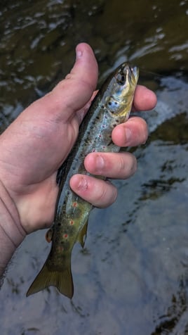 Wade Fishing Trip