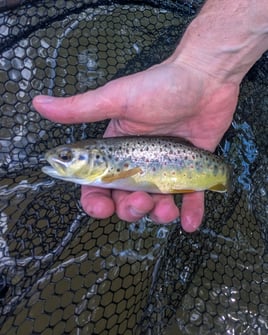 Wade Fishing Trip