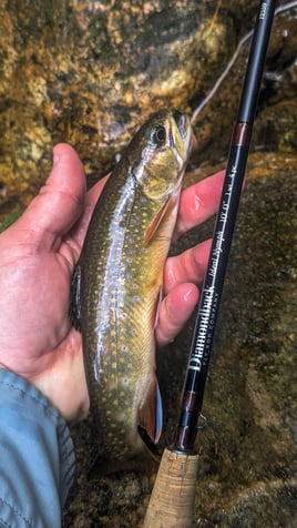 Wade Fishing Trip