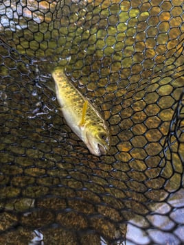 Wade Fishing Trip