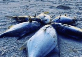 Pompano+Drum 3 Hour