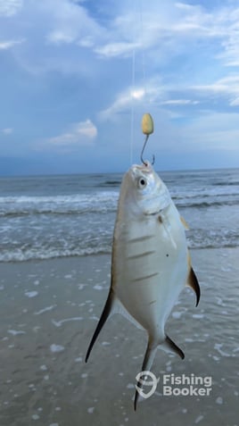 Pompano+Drum+Shark 3 Hour