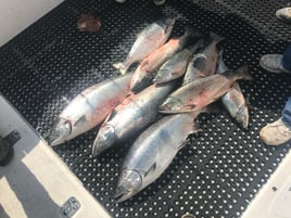 King Salmon Delta 
