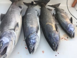 King Salmon Delta 