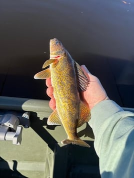 Walleye/Multi-Species Fishing Trip