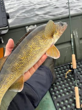 Walleye/Multi-Species Fishing Trip