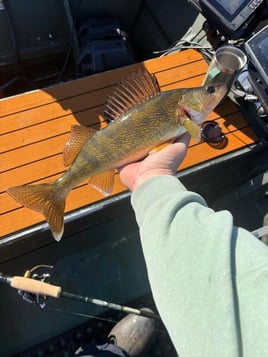 Walleye/Multi-Species Fishing Trip