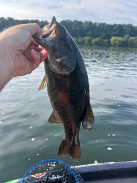 Pickwick Small Mouth Trip 