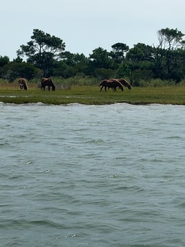 Assateague Island Wild Pony Tour