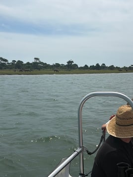 Assateague Island Wild Pony Tour