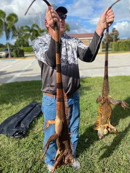 Iguana Hunting Sunrise FL