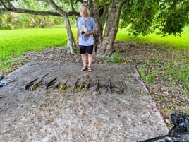 Iguana Hunting Sunrise FL